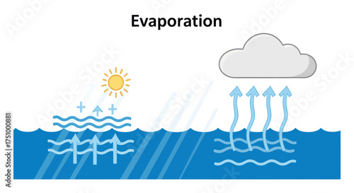 Simplified Illustration of the Water Evaporation Process.