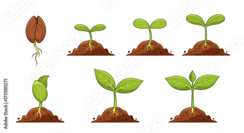Diverse Stages of Seedling Growth in Soil.