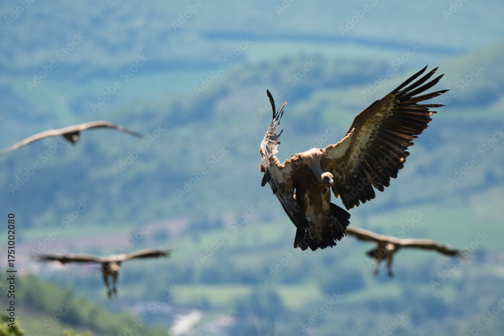 Obraz premium _DSC2712.NEF