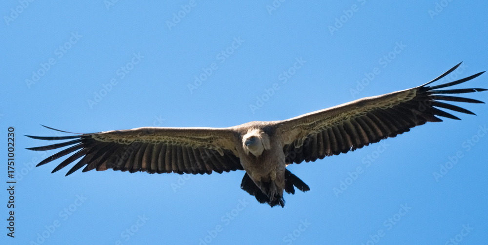 Fototapeta premium _DSC2743.NEF