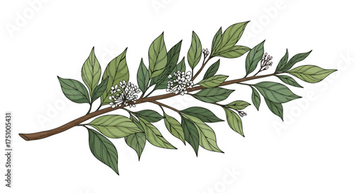 Elegant hand-drawn botanical illustration of a flowering laurel branch on a clean white background