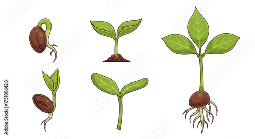 Diverse Stages of Seed Germination and Plant Growth Illustrated.