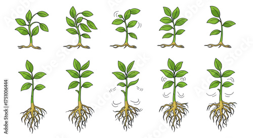 Row of Green Plants with Roots and Leaves Botanical Illustration.