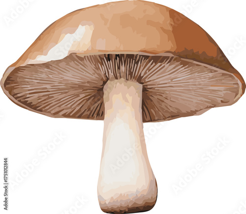 Vector watercolor painted illustration of a brown mushroom