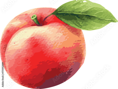 Vector watercolor painted illustration of a nectarine