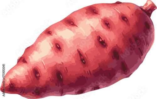 A watercolor vector illustration of an bag of a sweet potato