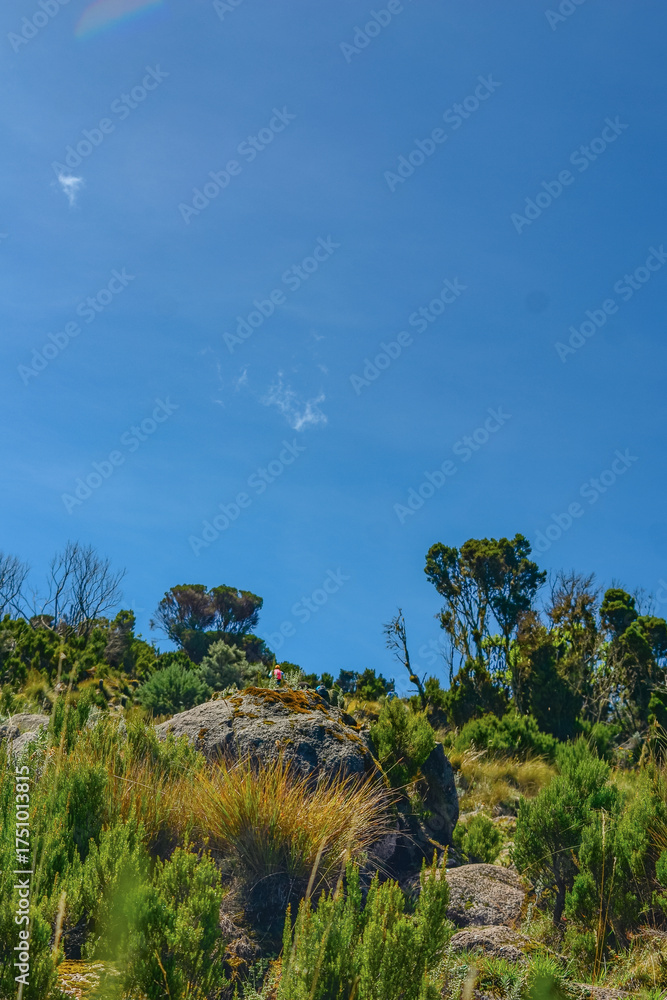 Obraz premium View of hikers amidst giant groundsels growing in the wild at Aberdare National Park in Kenya 