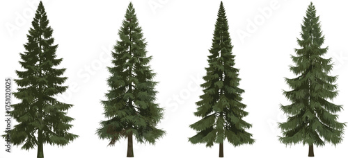 Realistic evergreen pine tree illustration set isolated on white background for forest landscape design, nature decoration and outdoor projects