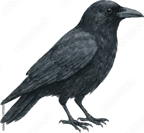 Watercolor vector illustration of a crow