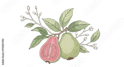Botanical illustration featuring guava fruits and foliage in delicate artistic detail creating a