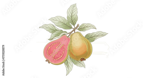 Watercolor guava illustration with branch and leaves provides a visual feast of nature