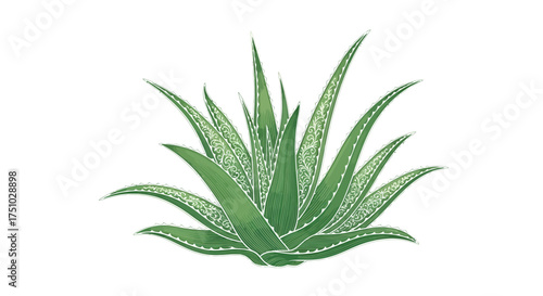Elegant aloe vera plant illustration with intricate details and white background