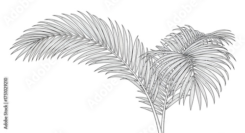 Elegant line drawing of tropical palm fronds creating a graphic design element perfect for any