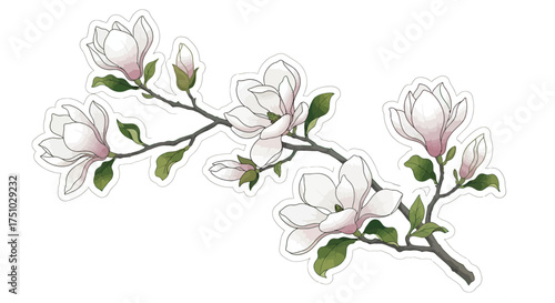 Elegant magnolia blossom branches sticker style illustration, botanical design and isolated