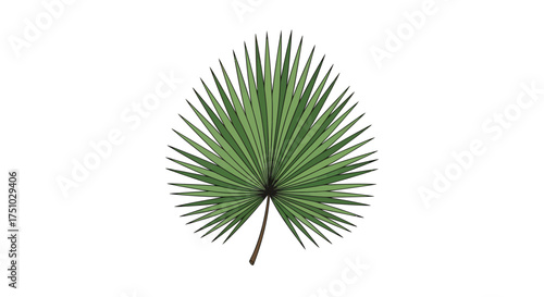 Elegant vector illustration of a sun palm leaf against a crisp white background, providing a