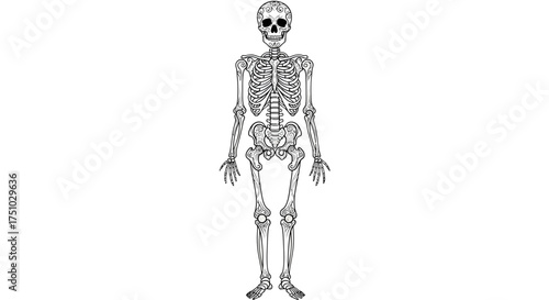 Intricate anatomical sketch of a human skeleton with decorative skull design