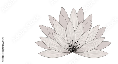 A delicate pale pink lotus flower opens its petals revealing its intricate stamens within.