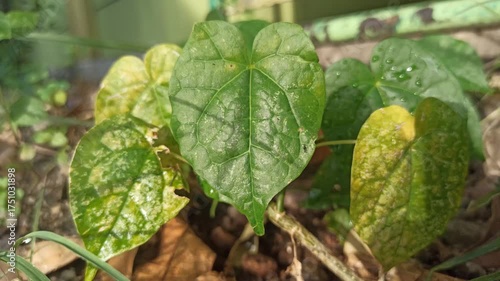 Wallpaper Mural A close-up of Hibiscus tiliaceus, showing its bright yellow flower with a dark red center and lush green leaves under tropical sunlight. Torontodigital.ca
