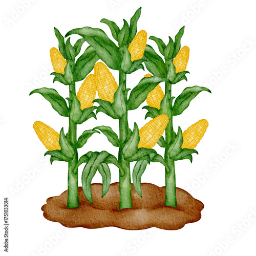 Watercolor corn⁠
