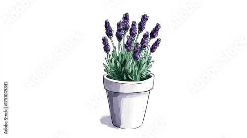 lavender in a pot 