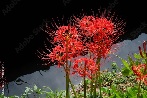 Photos Red Spider Lilies Against a Dramatic Black Background