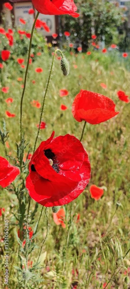 Obraz premium Bright red poppy flowers in a sunny meadow. Perfect for illustrating the beauty of nature, wildflowers or seasonal themes in environmental projects, botanical photography and floral design concepts.