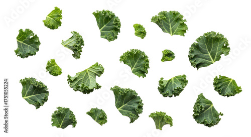 A flat lay of individual fresh kale leaves showing intricate textured veins and curled edges, isolated on a clean white background in a botanical style