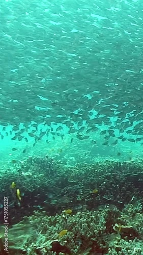 Witness breathtaking beauty of vast school of sardines gracefully swimming through vibrant waters of Philippines, creating shimmering spectacle beneath sunlit surface, enriching marine life.