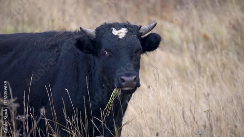 A beautifully tranquil and peaceful scene of a bull leisurely grazing in a lush, natural pasture landscape
