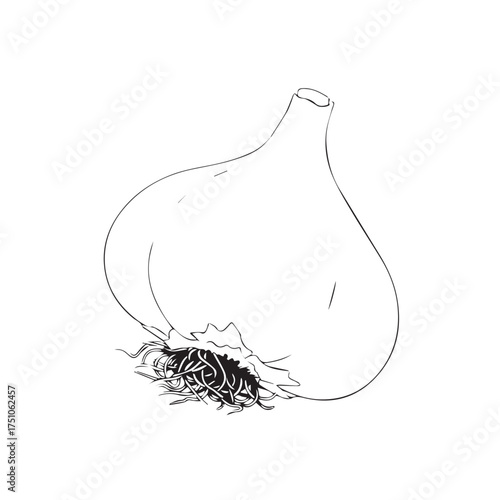 Garlic Bulb Line Drawing – Botanical Black and White Illustration