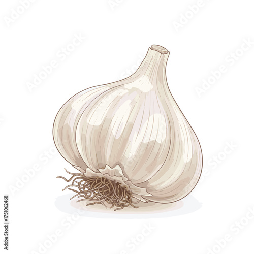 Garlic Bulb with Root Structure – Realistic Botanical Illustration
