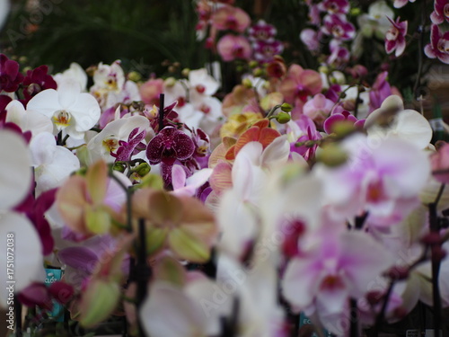 Fondo de flores de colores