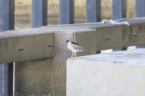 Black-Crowned Night Heron Standing on Concrete Edge in Urban Waterfront Setting