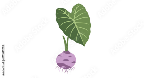 Botanical illustration featuring a taro plant, showcasing its striking leaf and root structure in a minimalistic design showcasing tropical