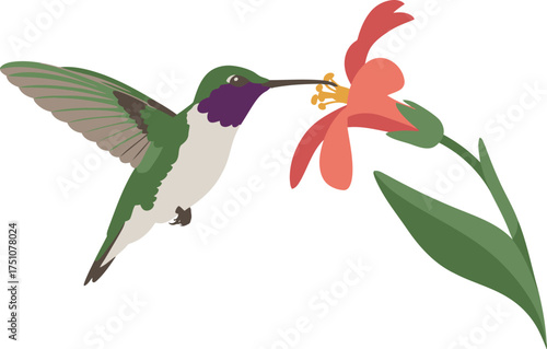 A hummingbird sips nectar from a vibrant orange flower.