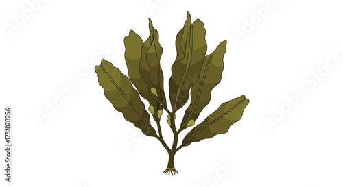 Illustration of intricate textured olive green seaweed with small root and branching stems depicted against a pristine white backdrop
