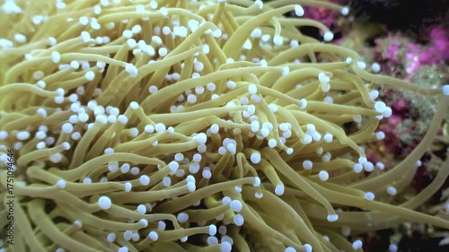 Soft coral sways with the current during the day in Apo Island, Philippines. The coral's pale yellow tentacles undulate rhythmically in the sunlit waters.