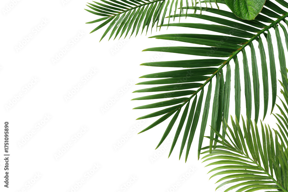 Naklejka premium Green, vibrant palm fronds are set against a stark, black background, suggesting space