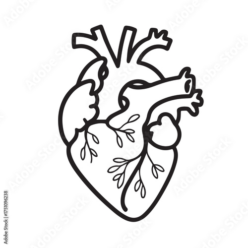Anatomical Human Heart Silhouette Vector