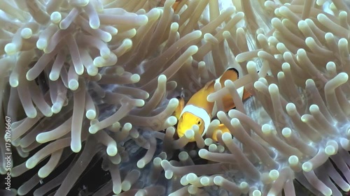 Explore the beauty of the underwater world in the Philippines. Clownfish swim and play within a magnificent anemone. A vibrant dance unfolds beneath the waves.