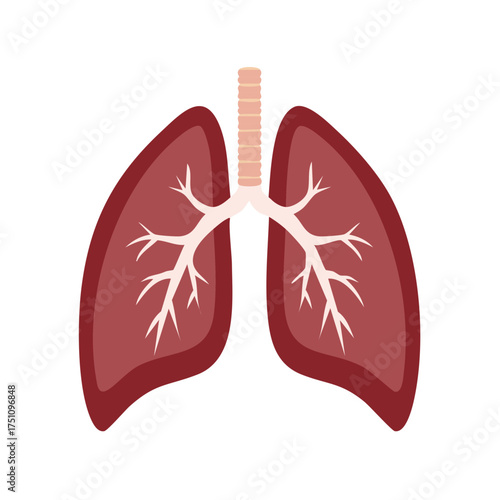 Human Lungs Anatomy: Healthy Pulmonary System and Bronchial Tree Illustration