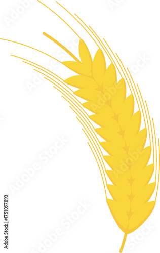 wheat ears isolated on white