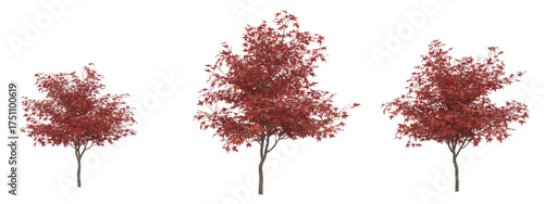 Three Vibrant Red Maple Trees Digitally Illustrated on a Transparent White Background.