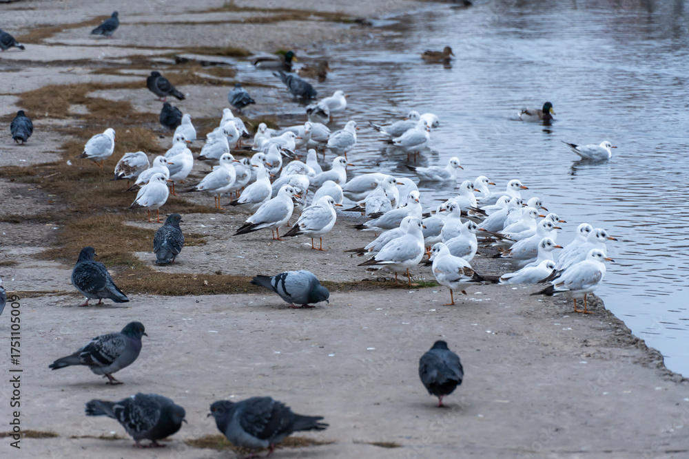 Fototapeta premium Large group birds of common gulls on shoreline in city lake. Rivergull on stone near coastline water. Flock birds chroicocephalus ridibundus fly, scream and eat fishs. Family laridae in wild nature.