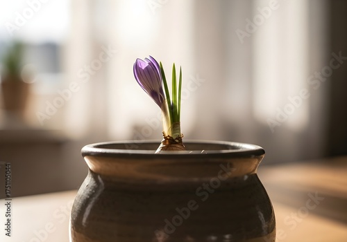 Wallpaper Mural Delicate Spring Emergence from Clay Pot Torontodigital.ca