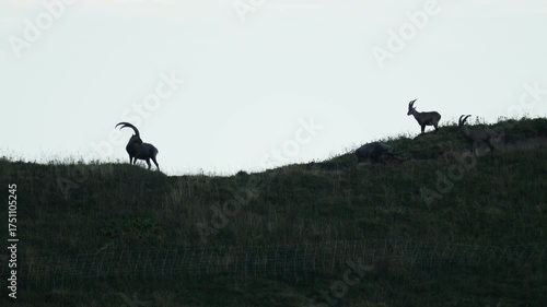 Ibex in mountain