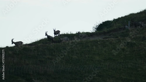 Ibex in mountain