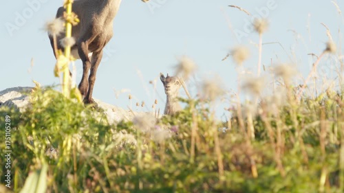 Golden baby ibex
