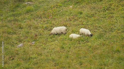 sheep in the field