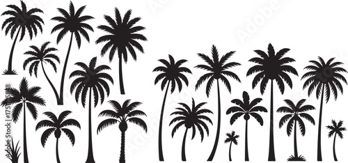Silhouette of a tropical palm tree grove against a white background.